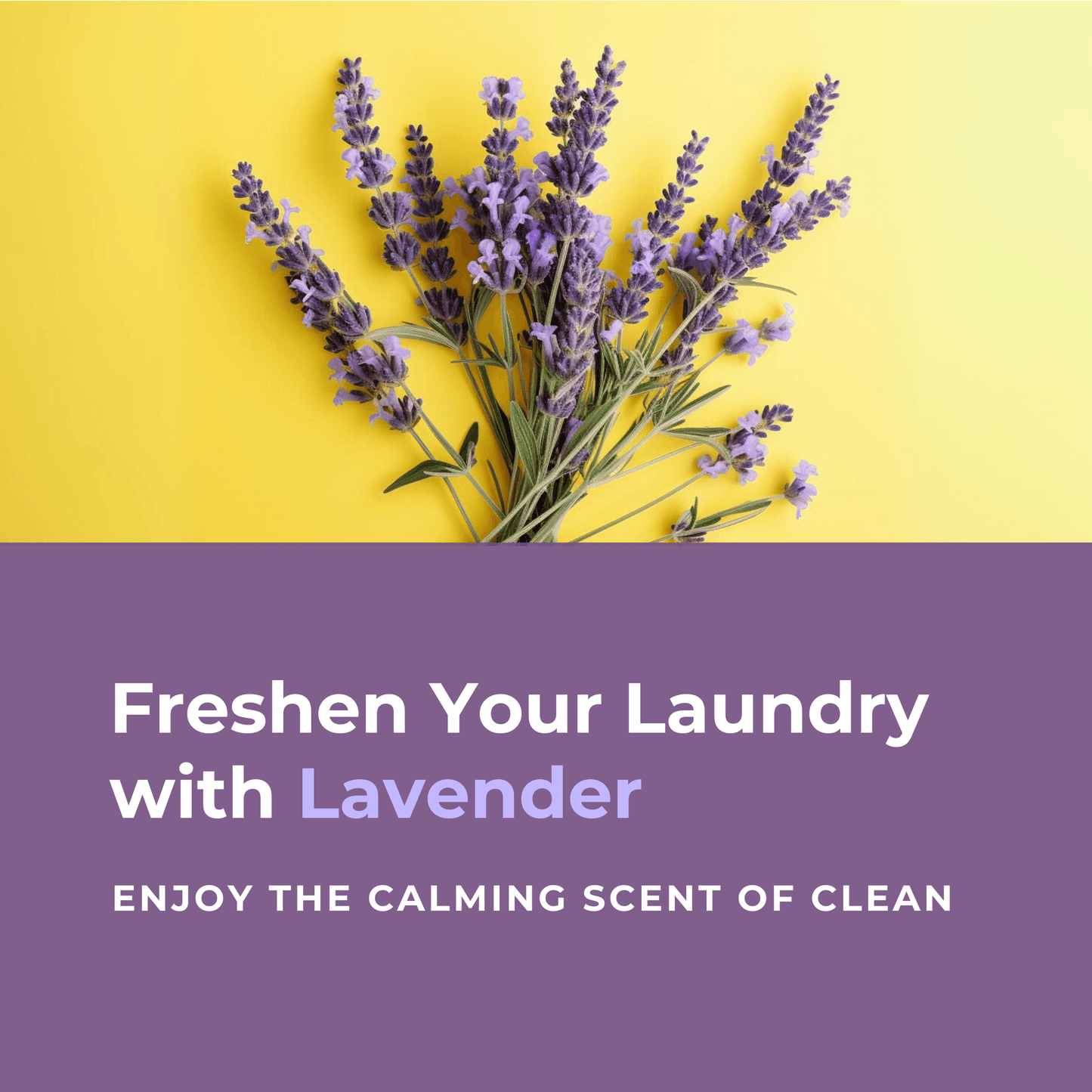 Flowcheer Eco Friendly Laundry Detergent Sheets - 100 Counts - Lavender - Flowcheer